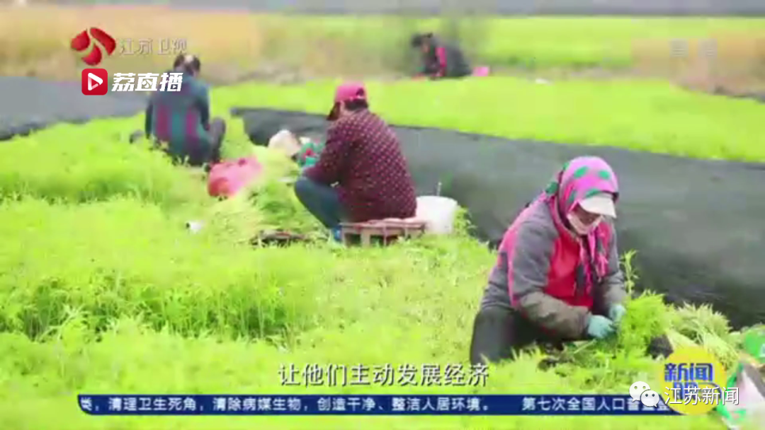 灌云“西瓜书记”第二次丰收，这次是芦蒿！小康路上，谁都不掉队