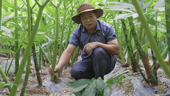 湖南苦山：魔芋种植 助推安化林下经济