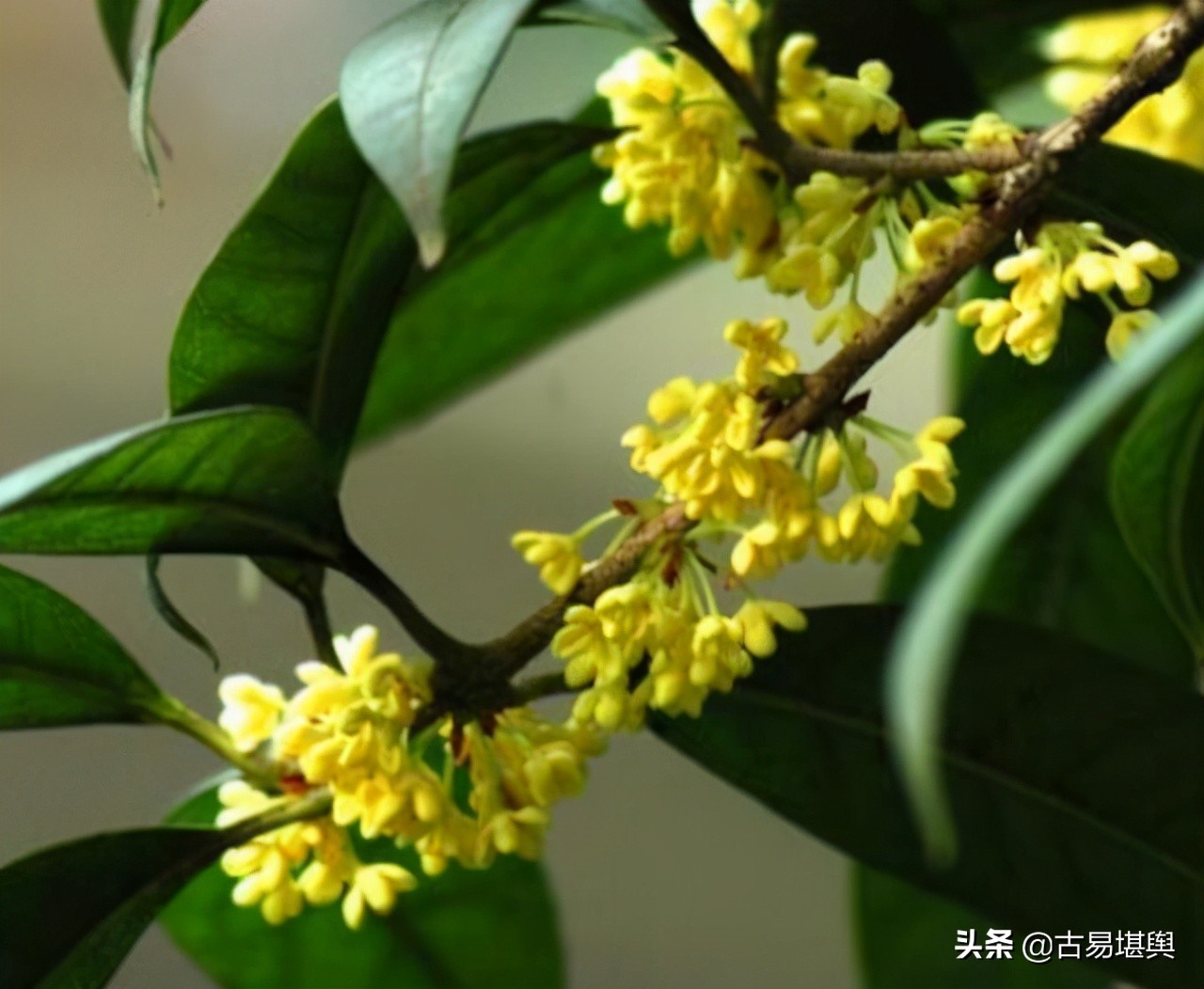 ��ʮ�Ľ�������������ʷ�ķ�չ