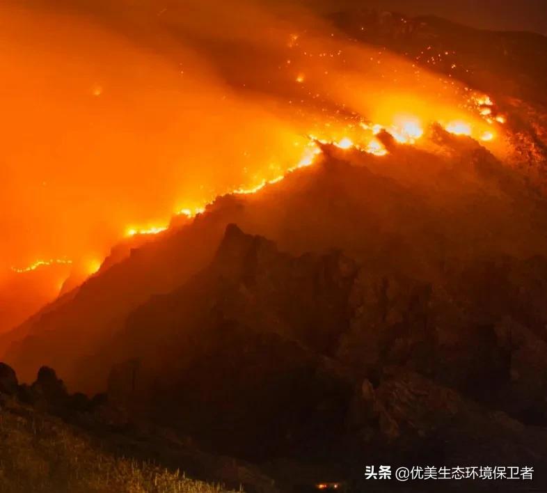 一种野草迅速生长并占领了沙漠，为何美国高兴不起来？