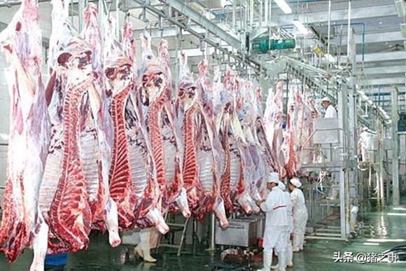 猪价连跌有“猫腻”，调整心态莫恐慌，后市行