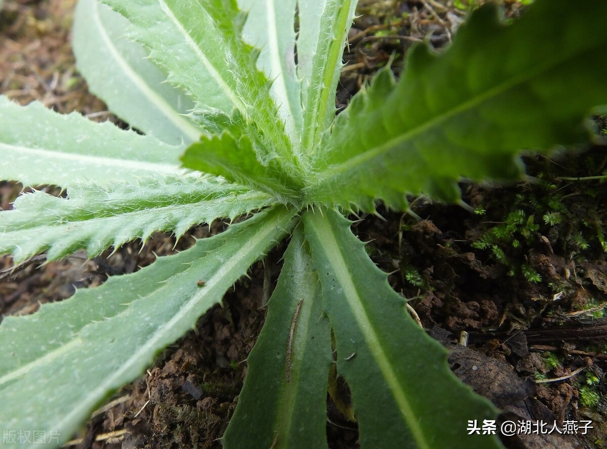 66种可食用野菜图谱大全 - 知乎