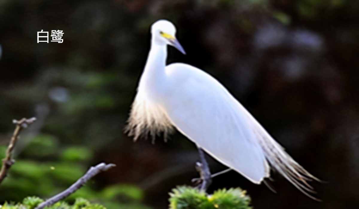 白鹭和白鹤的区别和水产养殖与“鸟吃鱼”
