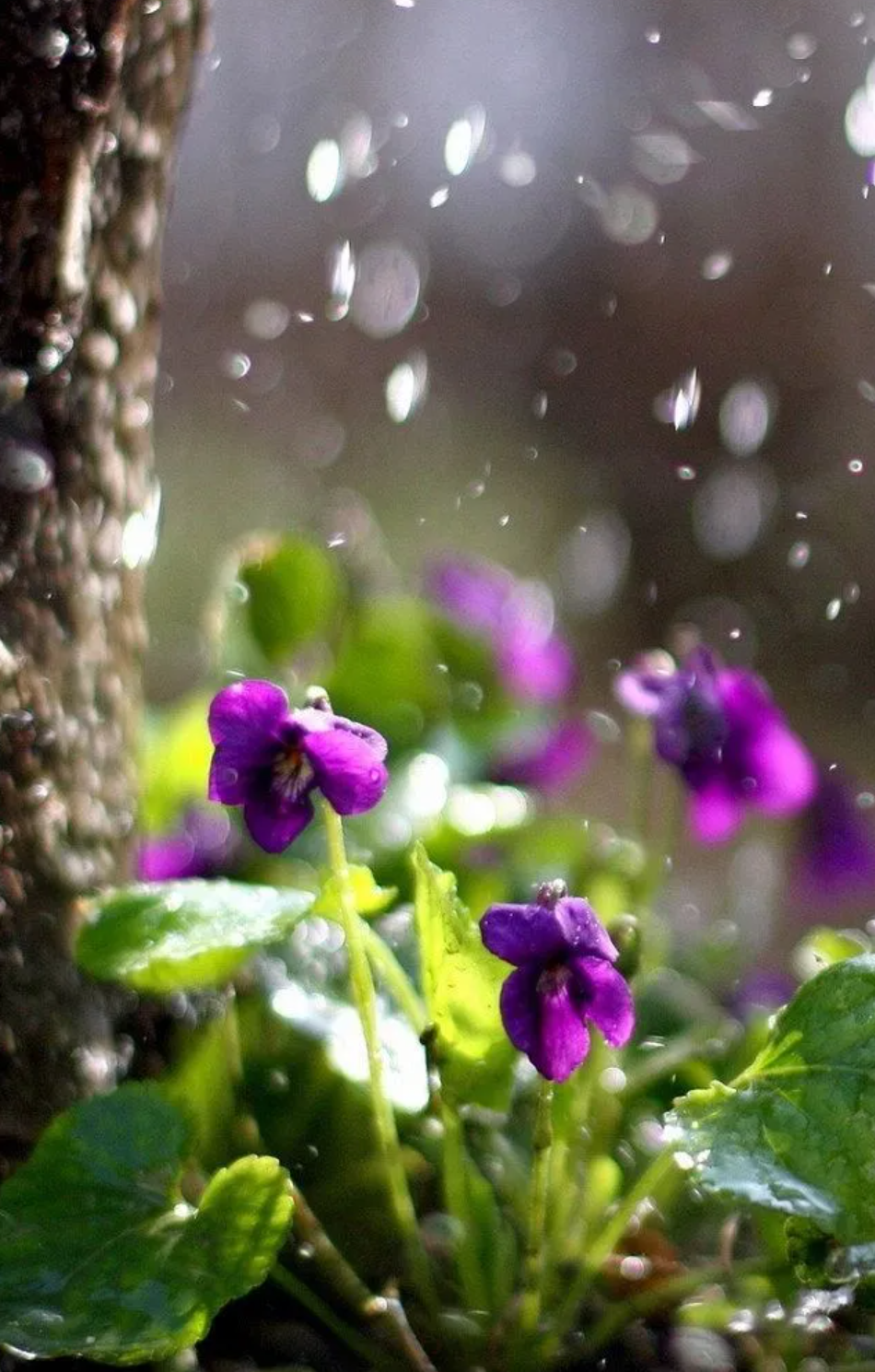 让小雨驱散夏日的炎热