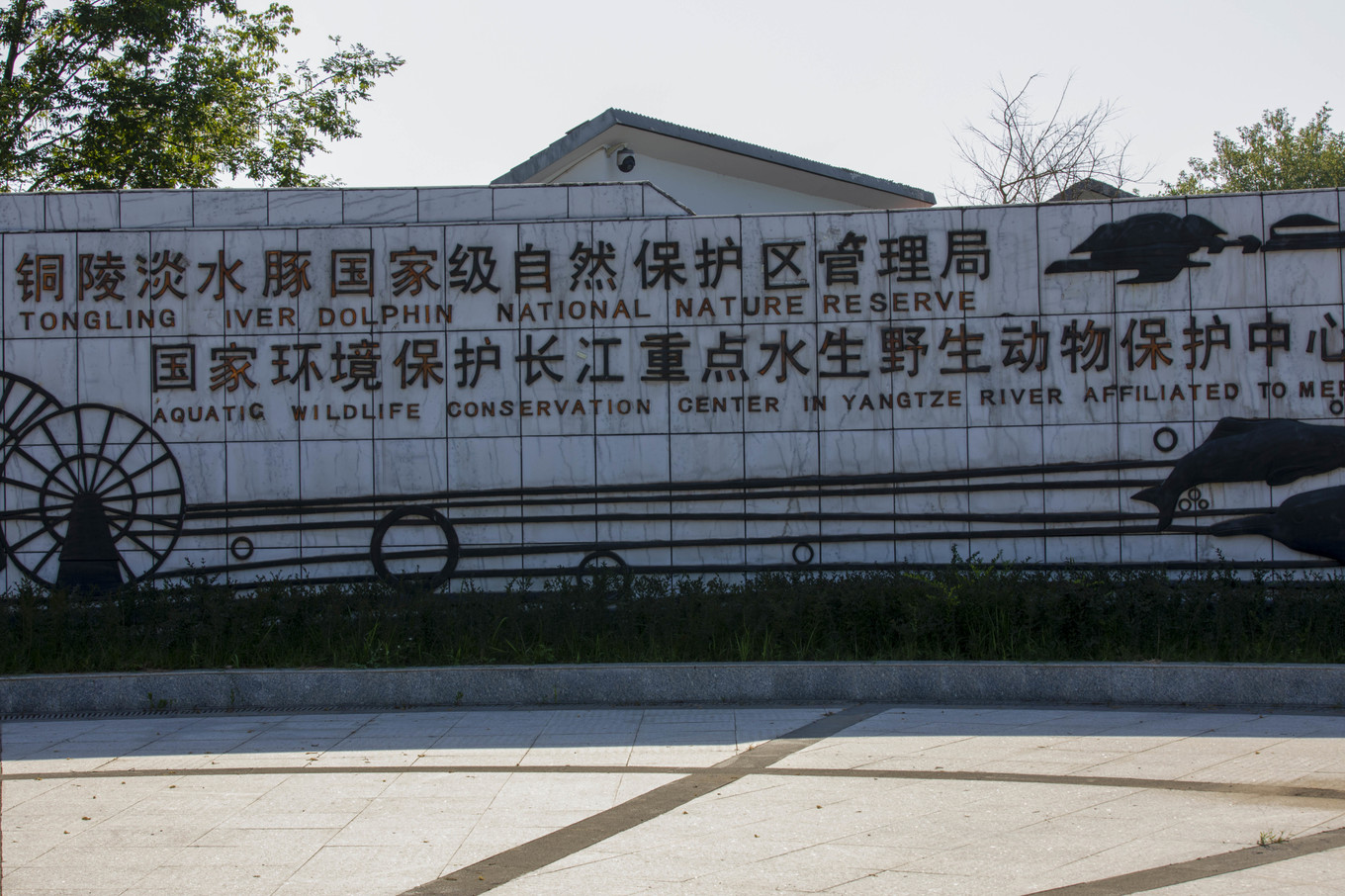 铜陵的一处江心小岛，长江江豚在这里与人类和谐共生