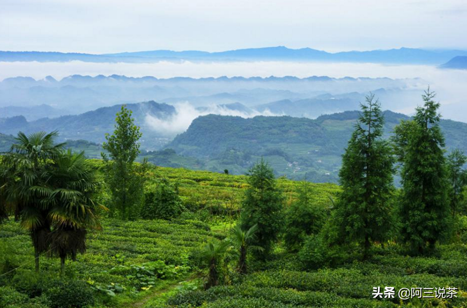 Ma Yun you should retire, had asked these tea grower brother? 