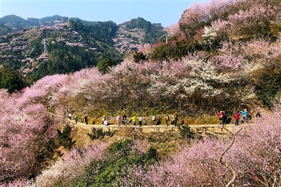 梅花盛开春意浓