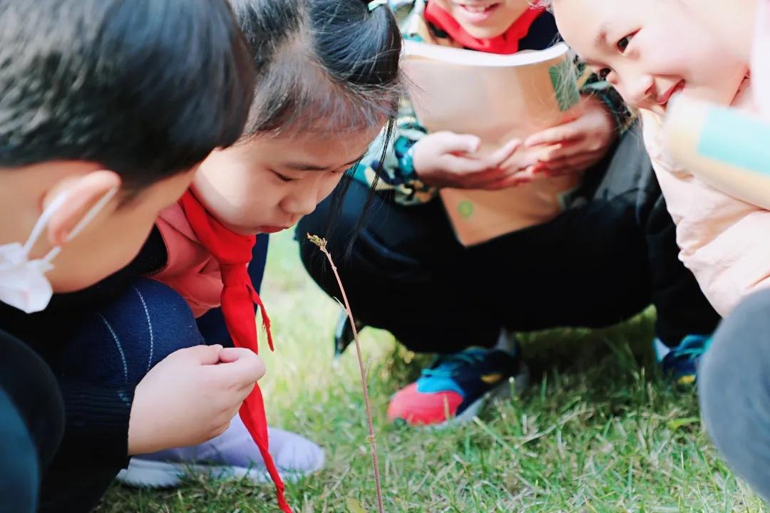 带上五官到校园里寻找春天——成都市华中附小大自然的语文课