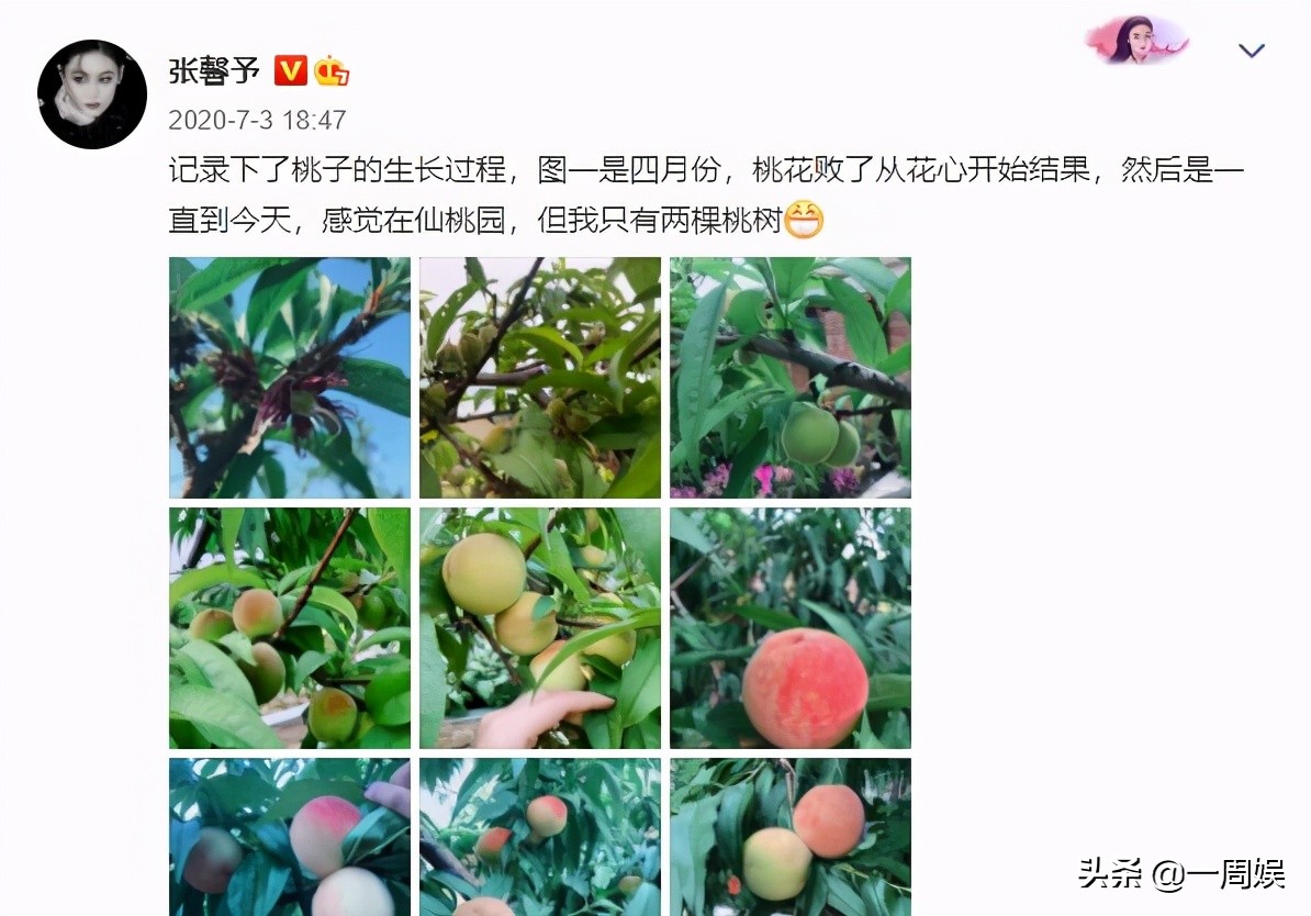 Zhang Xin grants to plant dish inside villa, go to the fields does farm work to exceed ground connection gas, the area arrives greatly can plant peach tree