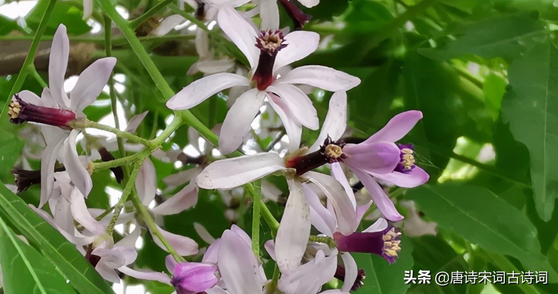 小雨轻风落楝花-第3张图片-诗句网