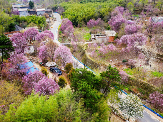 河南省南召县：玉兰飘香溢山乡