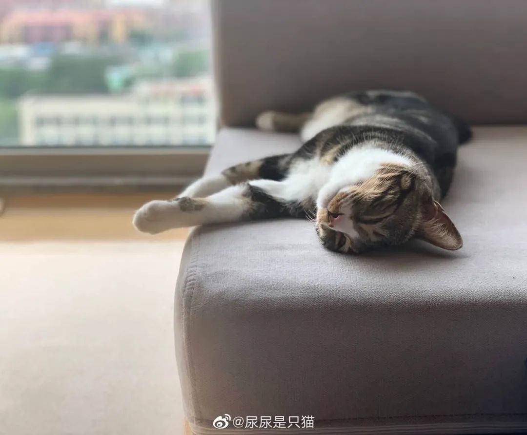 千万粉网红猫“尿尿”是如何养成的？我们和尿爸聊了聊背后的故事