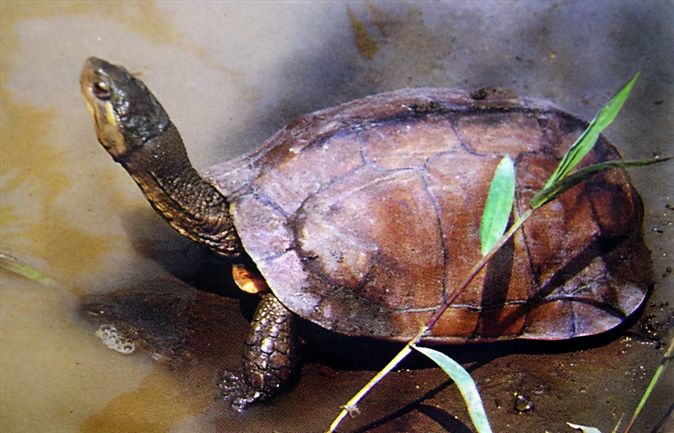 龟类图集_淡水两栖_西南渔业网 水花鱼 水产养殖专业