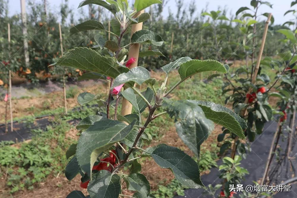 七月苹果幼树管理:促控结合实现早丰产、早结果