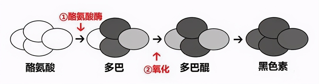 「唯诺雅护肤」皮肤暗沉、色斑、痘印？如何正确使用美白精华