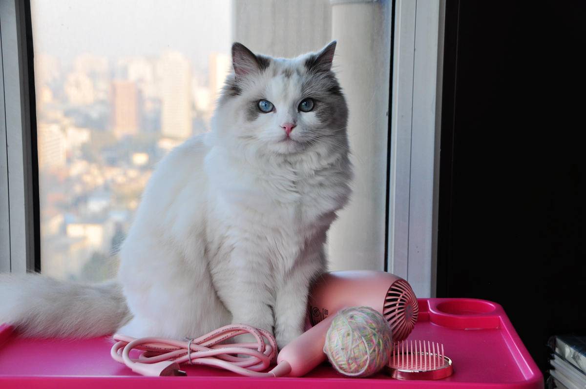 呵护宠物从吹梳开始，嗷喵喵智能宠物吹风梳体验