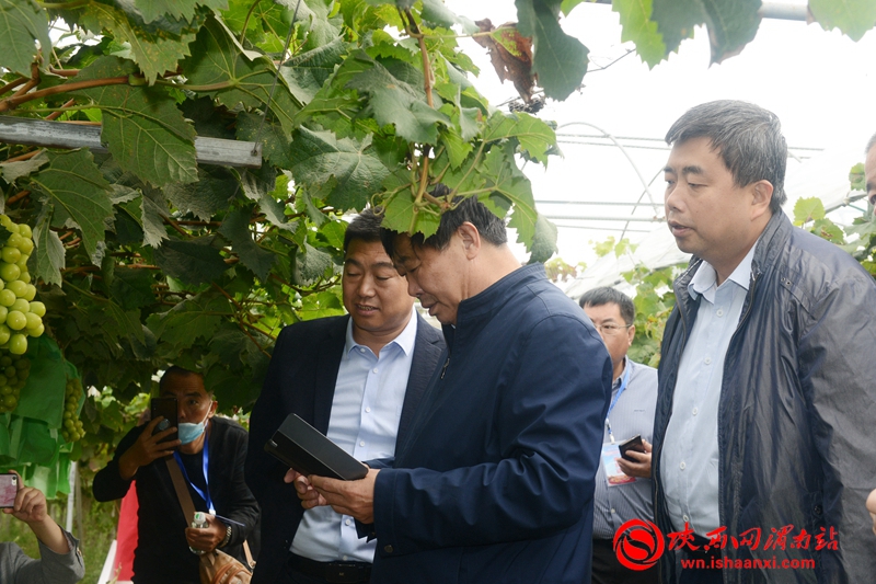 合陽縣2020年農民豐收節(jié)產銷對接會成功舉辦 簽約9個項目 金額達1.2億元（組圖）