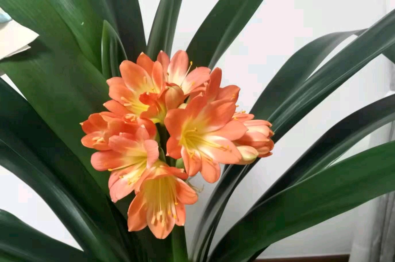 花市买回来的君子兰盆栽是不是要洗根换盆换土 瞎折腾 Mp头条