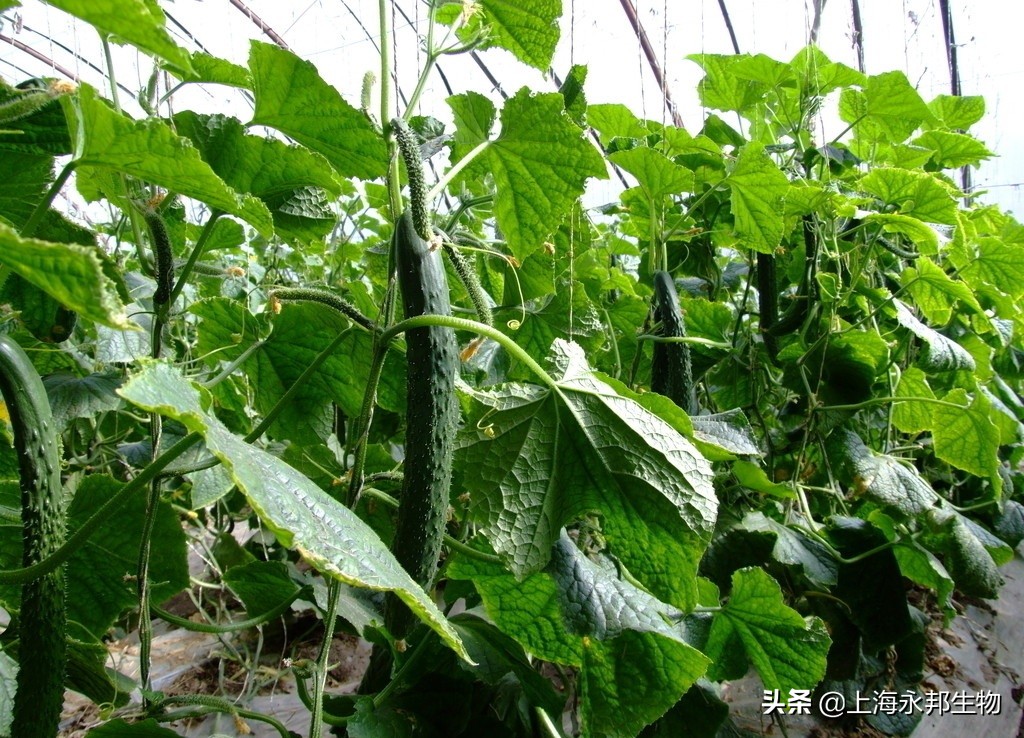 黄瓜长不大？种植黄瓜想变长？抓住以下几个原
