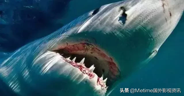推荐四部跟鲨鱼有关的欧美电影,我最喜欢大白鲨系列