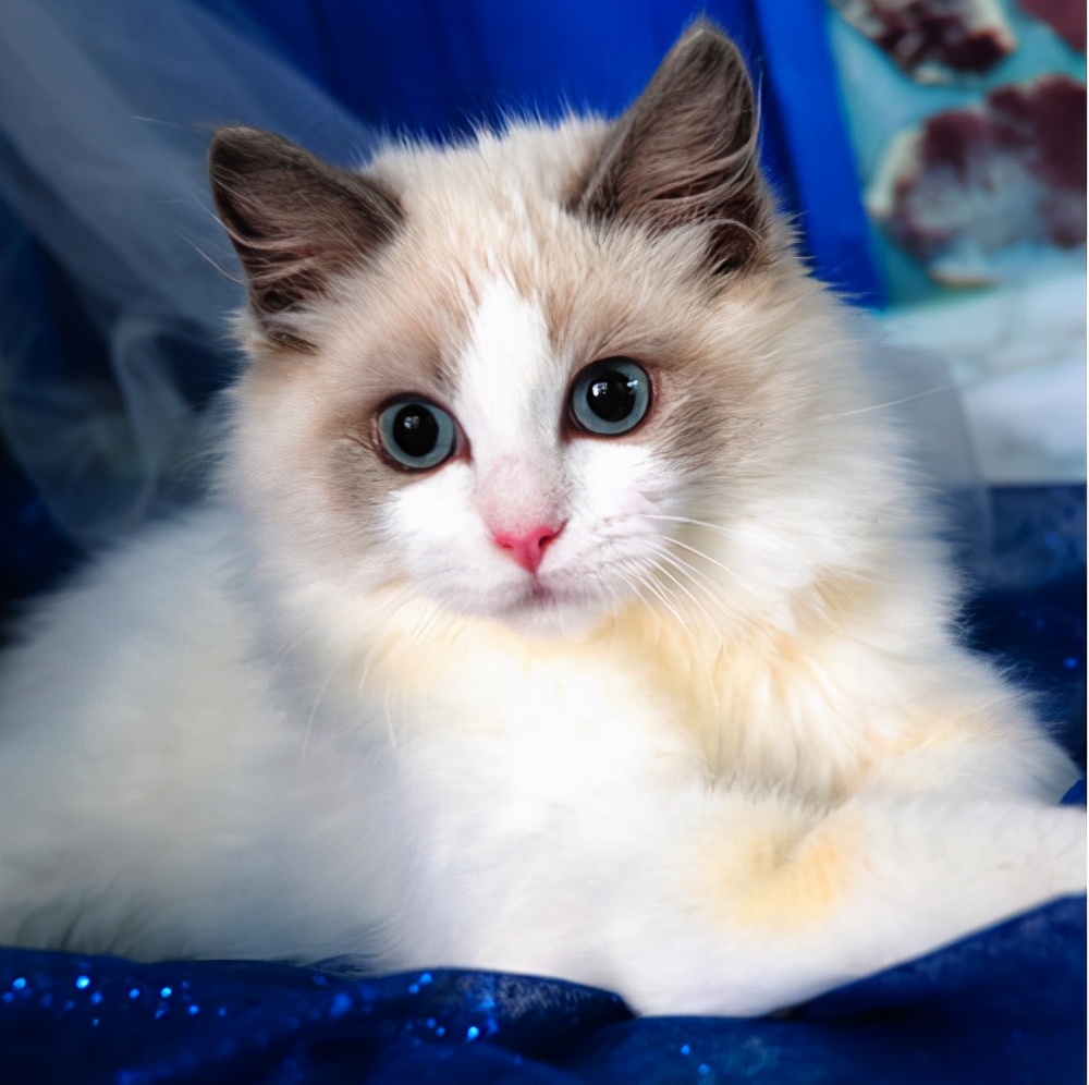 哭诉 养了 布偶猫 我后悔了好久 资讯咖