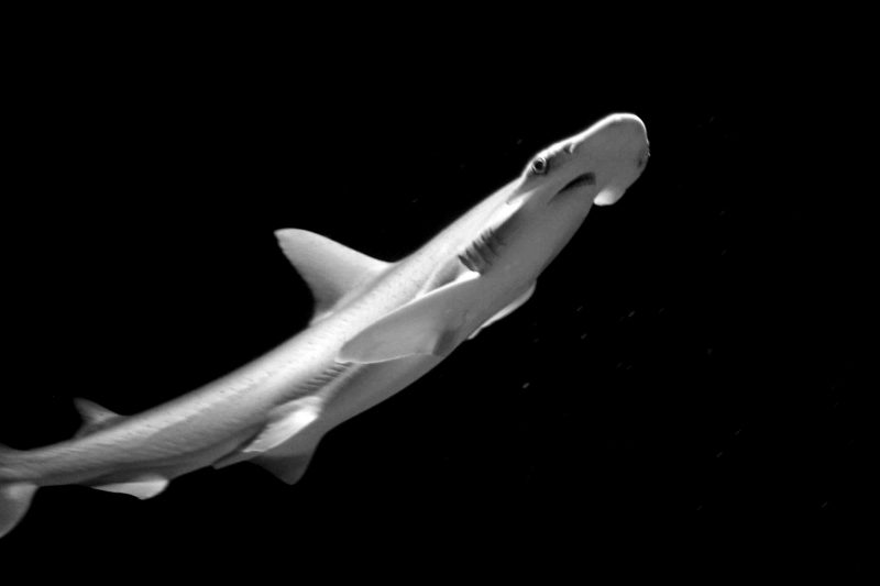 サメは地球の磁場を GPS として利用します