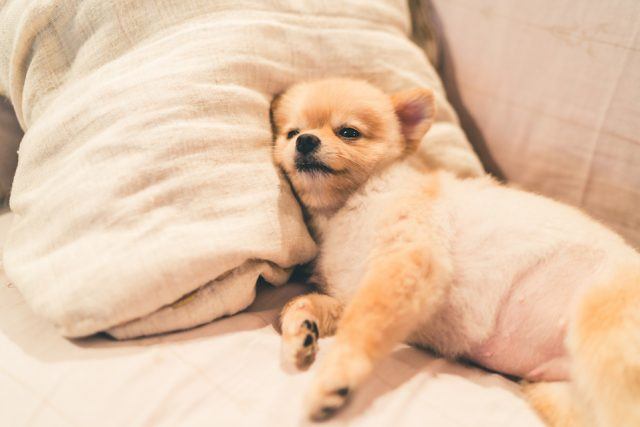 狗狗为什么一天睡那么久？其实大部分时间狗狗可能是在闭目养神