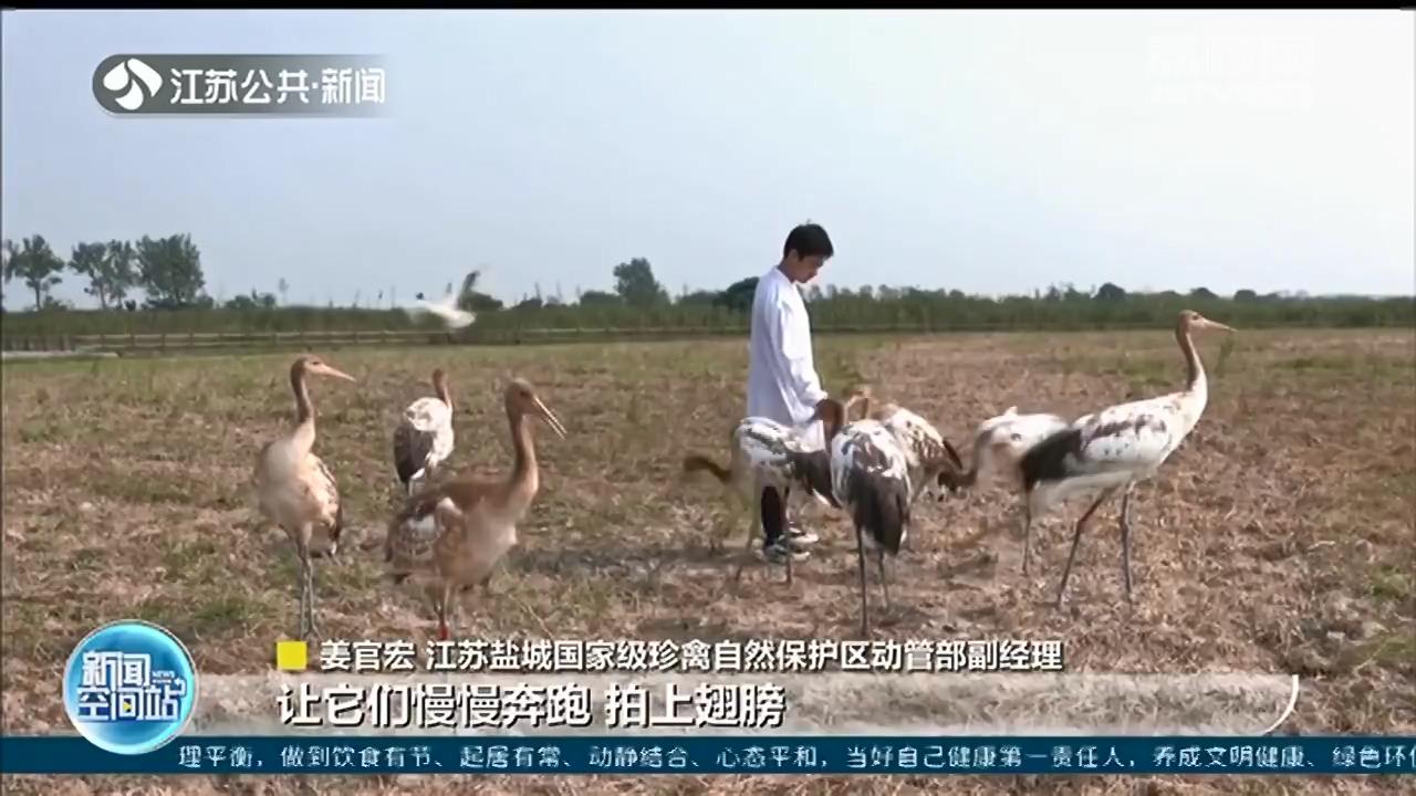 “试飞”起航！10只小丹顶鹤在盐城保护区进行飞行练习