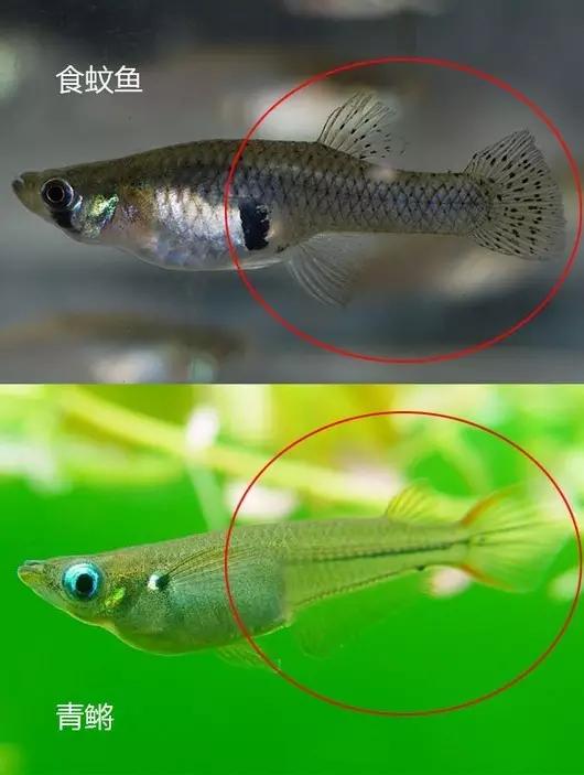 食蚊鱼和青鳉的区别食蚊鱼是不折不扣的外来入侵物种青鳉则濒临灭绝