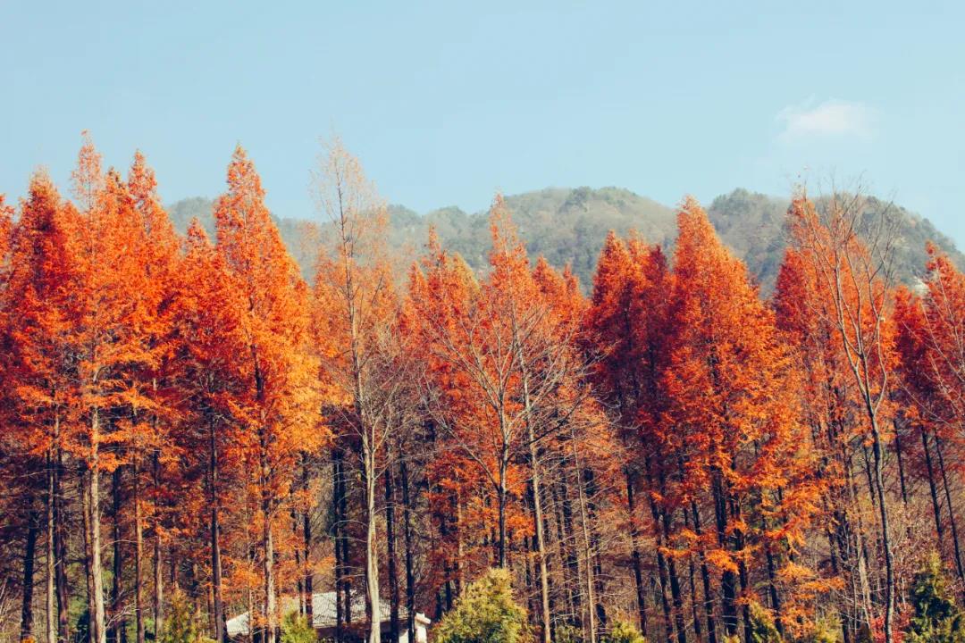 这个秋天最美的约定 兴国将军网手机版 兴国最早的门户网站