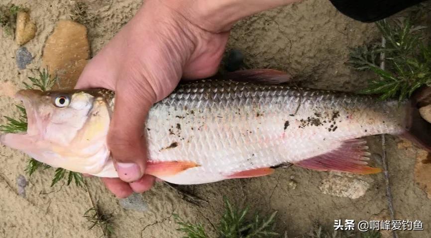 五彩斑斓"桃花鱼",能在当今这个环境生存下来,确实实属不易!