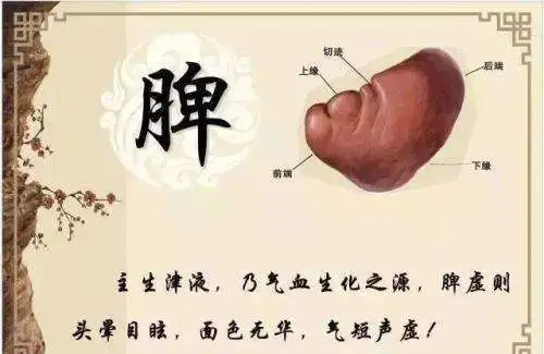 减肥吃肉也能瘦?黄帝内经教你如何吃出好身体 食疗养生 第1张 减肥吃肉也能瘦?黄帝内经教你如何吃出好身体 食疗养生 第1张