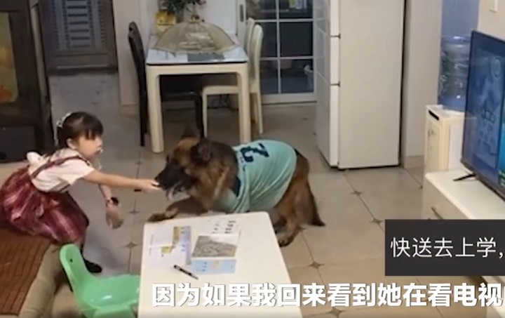 进门|狗子听到家长进门提醒女孩写作业 配合满分！
