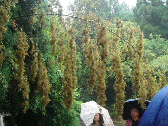 竹子开花，大自然最壮观的集体自杀事件，真的会带来灾难吗？