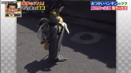 這只日本小鎮的網紅企鵝，每天最愛的事是背包去魚店討魚吃～