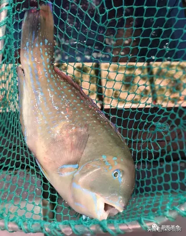 史上最全的顶级“海鱼”海鲜大全,全吃过的你人生就到达了巅峰!