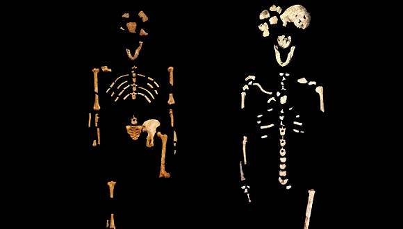 人类进化链上缺失的“过渡化石”被找到，印证