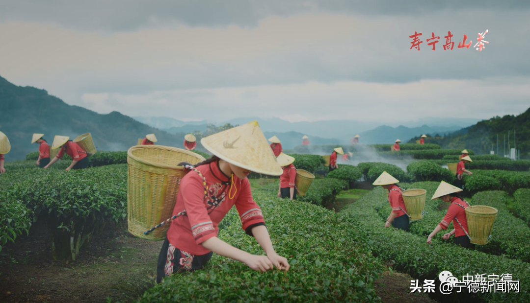 邀您品茗！壽寧高山茶走進第八屆中國西部（西安）茶產業博覽會