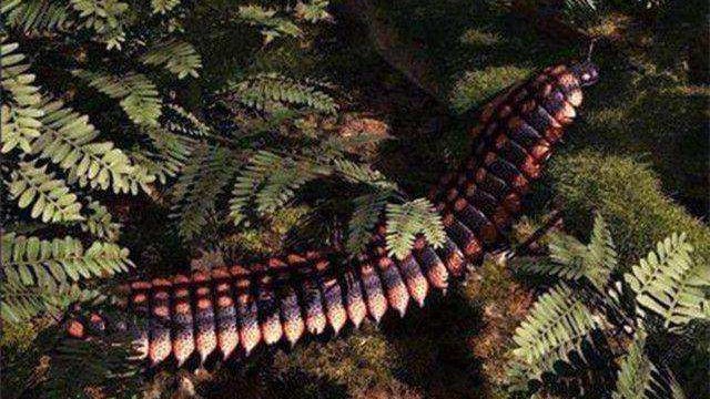 世界上最长的蜈蚣（远古蜈蚣虫体型巨大长达2.6米）