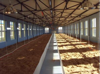 生物发酵床养猪新技术