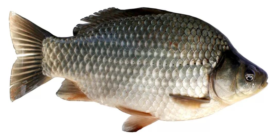 簡述鯽魚系列品種常見15個種類：比起畜禽來，鯽魚種類最繁且多