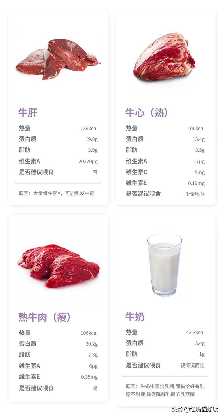 猫饭研究所 听说 铲屎官吃土也要让猫吃牛肉 红嘴猫猫饭 Mdeditor