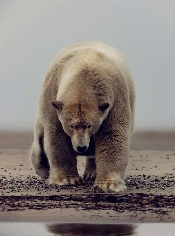 动物界十大趣闻：花豹咬死猎豹还敢挑战雄狮，北极熊比猪胖-第2张图片-大千世界