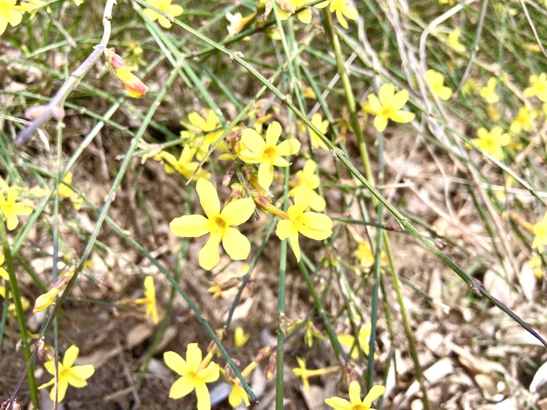 校园美景 | 春色满校园 青春正当时