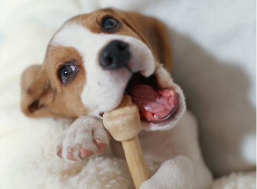 狗狗换牙期，需要给它补钙吗？该怎么补呢？