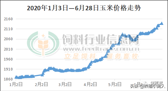 玉米价格暴涨，饲料价格上涨或将出现，养殖户