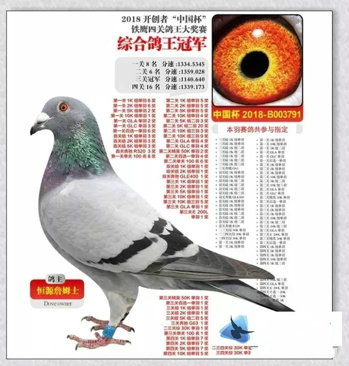 价值2200万！被认为中国最贵的鸽子，到底有多豪横
