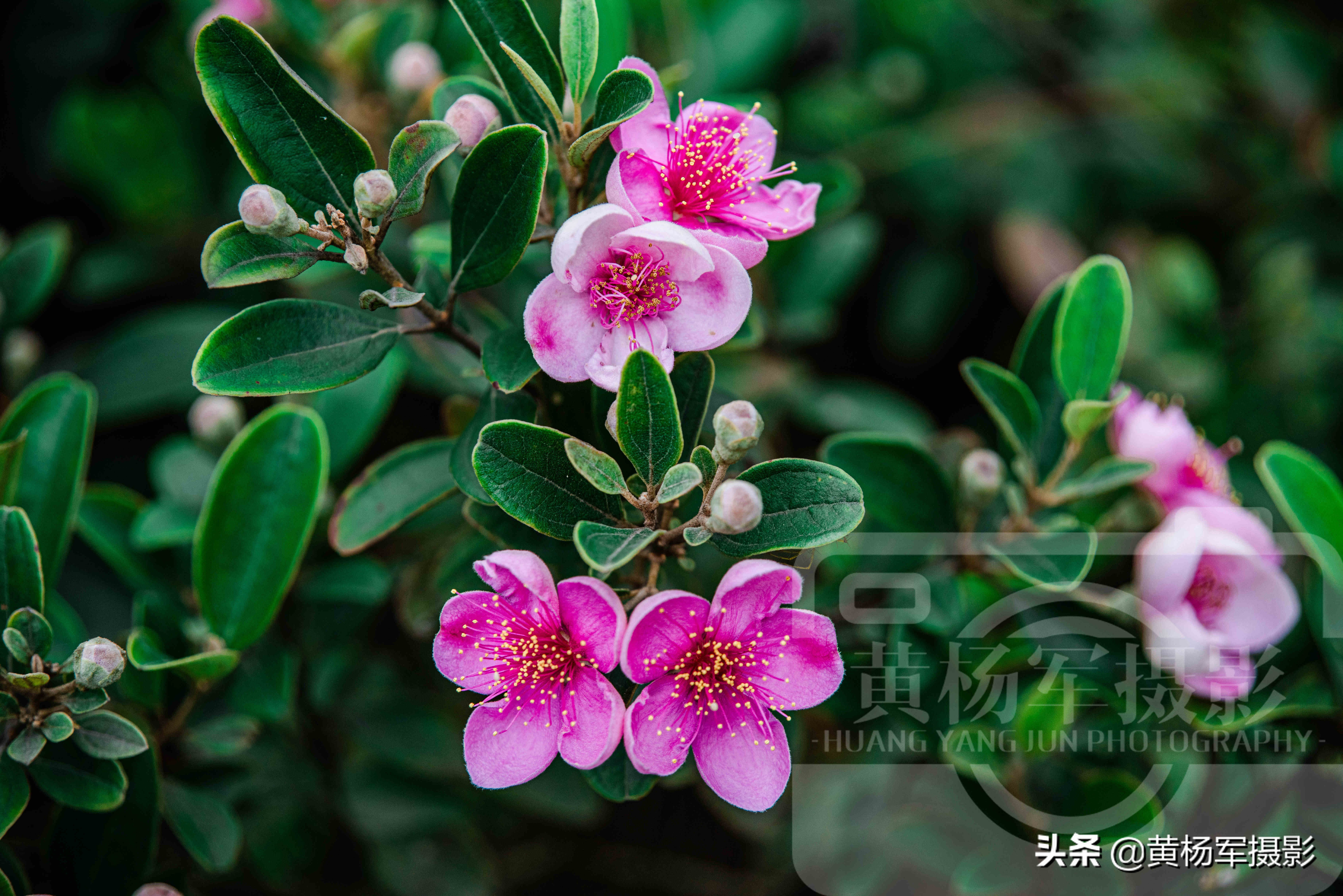 六月桃金娘花怒放的娇艳 乡村山间紫红色的花朵很美 花开特芬芳 固原市信息网