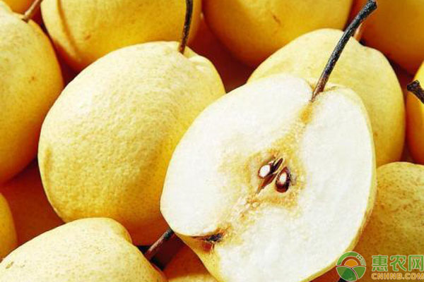 酥梨的功效与作用有哪些？