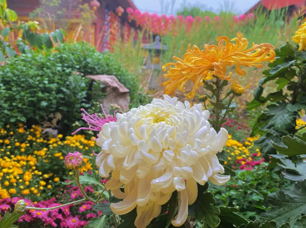 中国开封第38届菊花文化节开幕